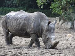 Der Koloss von nicht Rodos sondern vom Duisburger Zoo