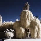 Der komische Baum