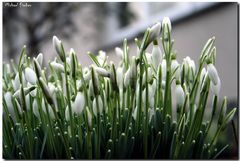 Der kommende Frühling aus einem anderen Blickwinkel