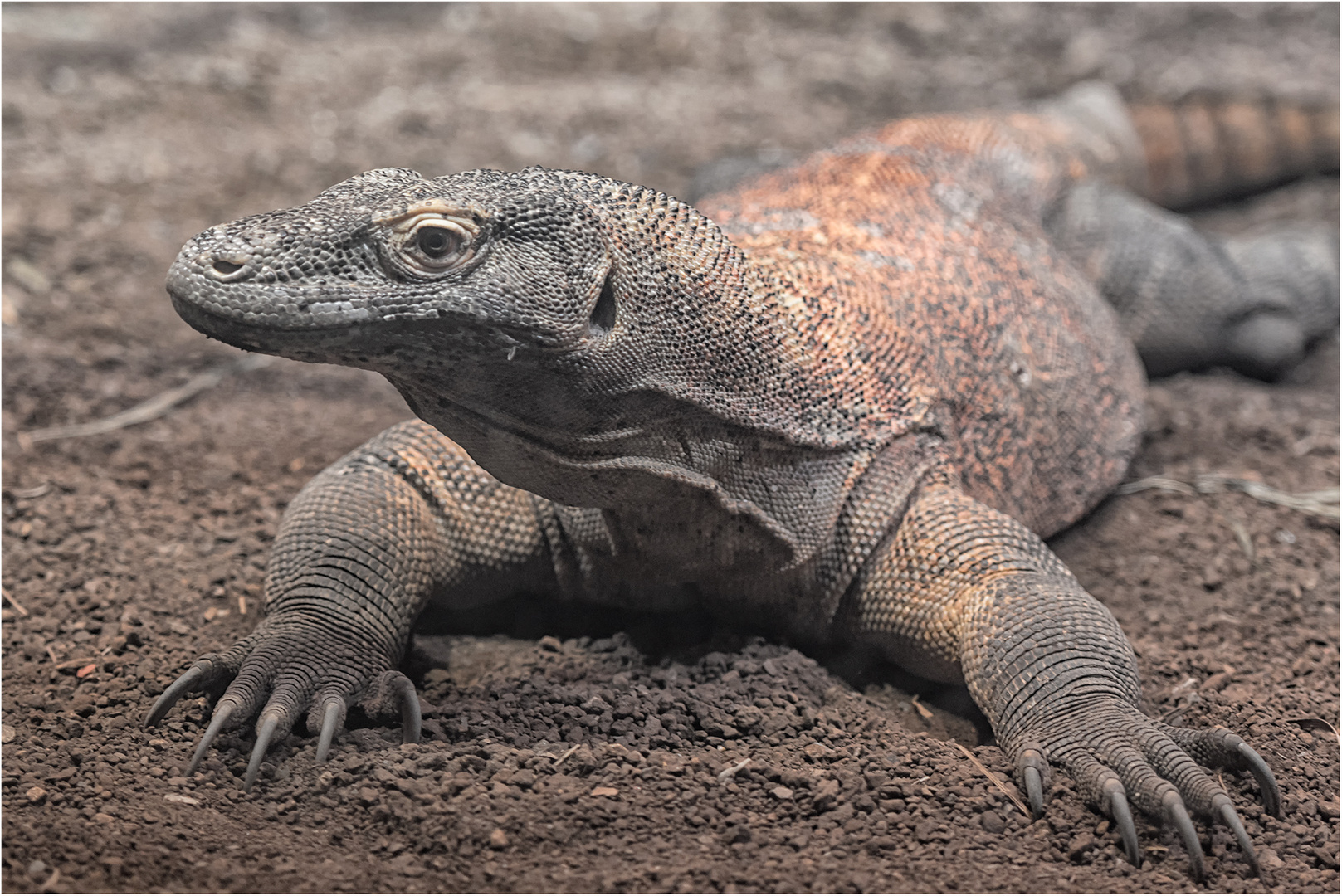 Der Komodowaran.....