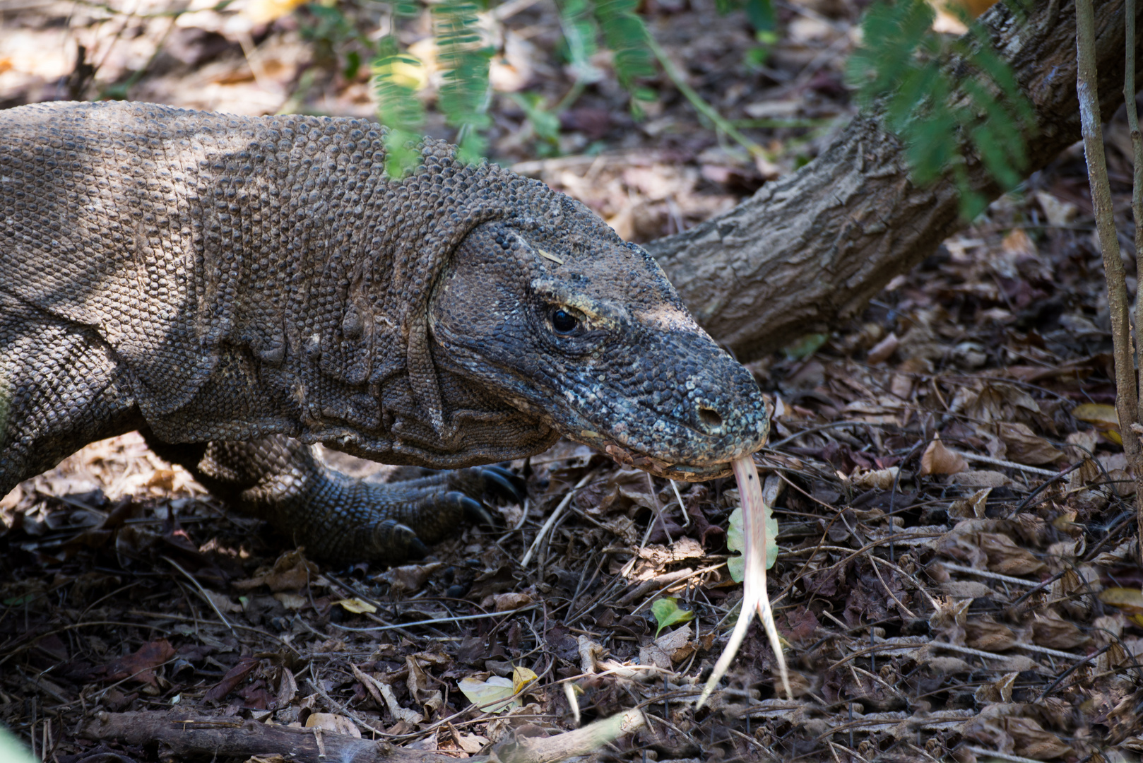 Der Komodowaran - die größte Echse der Welt