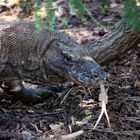 Der Komodowaran - die größte Echse der Welt