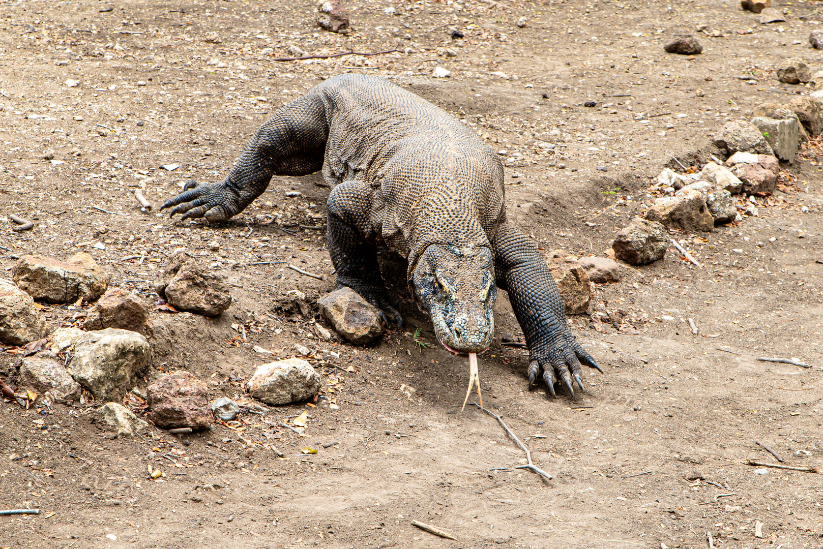 Der Komodowaran - die größte Echse der Welt