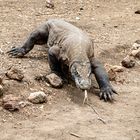 Der Komodowaran - die größte Echse der Welt