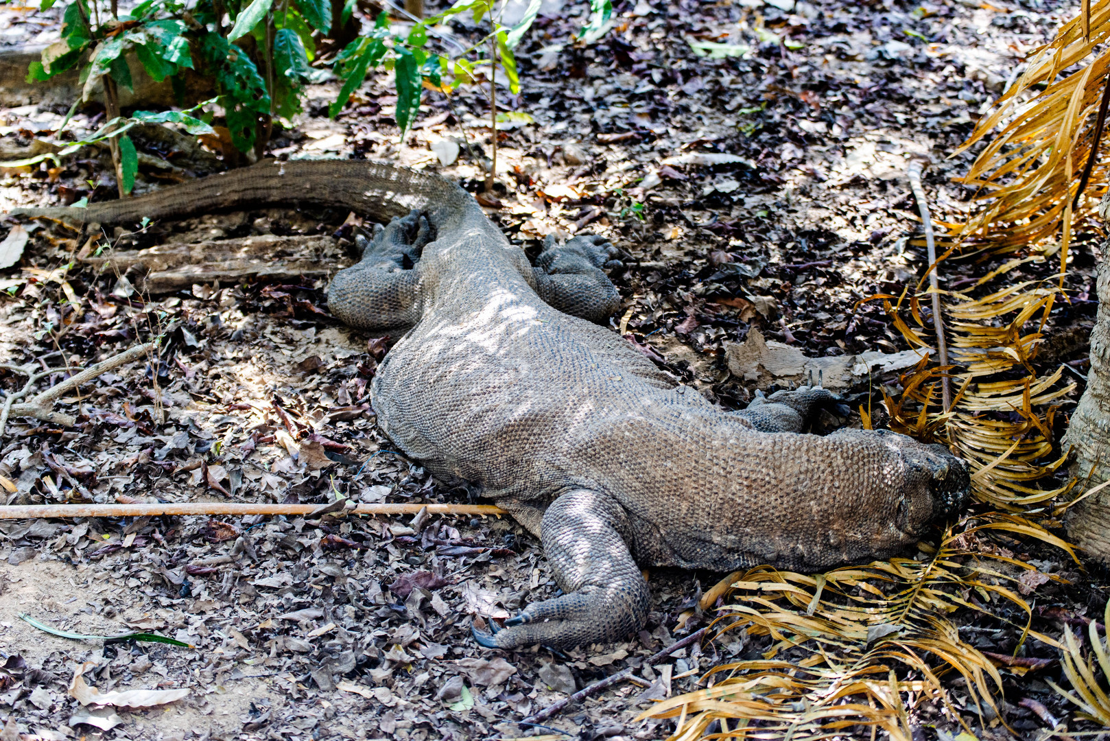 Der Komodowaran - die größte Echse der Welt