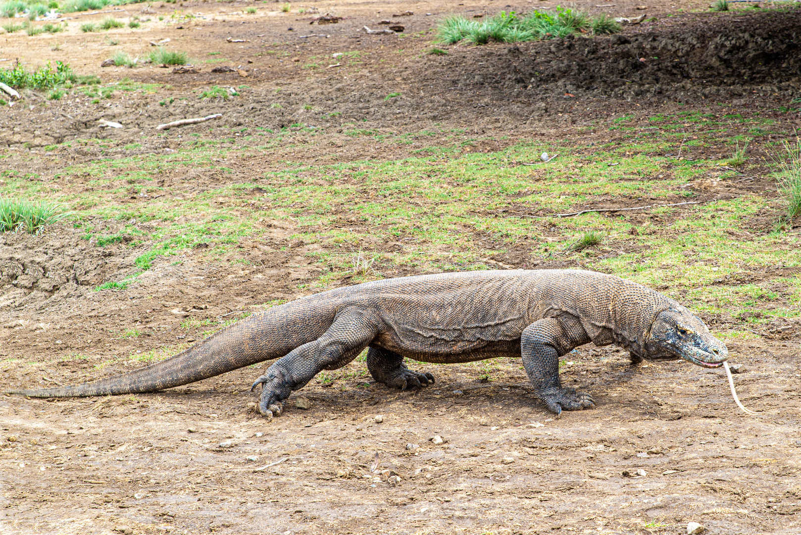 Der Komodowaran - die größte Echse der Welt