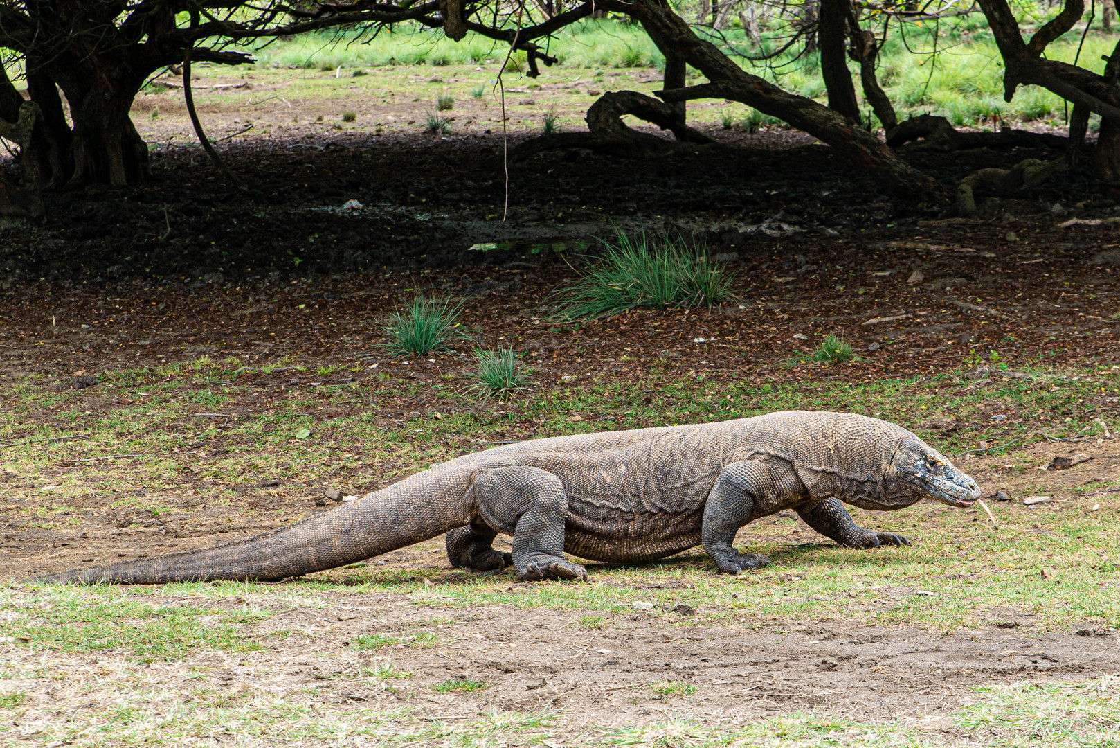 Der Komodowaran - die größte Echse der Welt