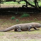 Der Komodowaran - die größte Echse der Welt