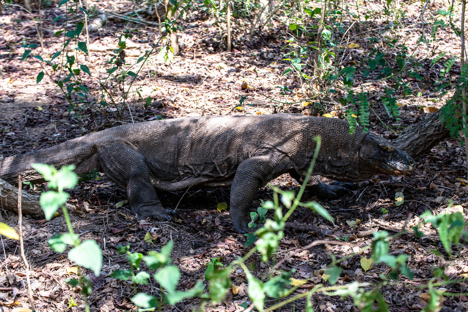 Der Komodowaran - die größte Echse der Welt