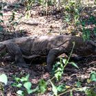 Der Komodowaran - die größte Echse der Welt