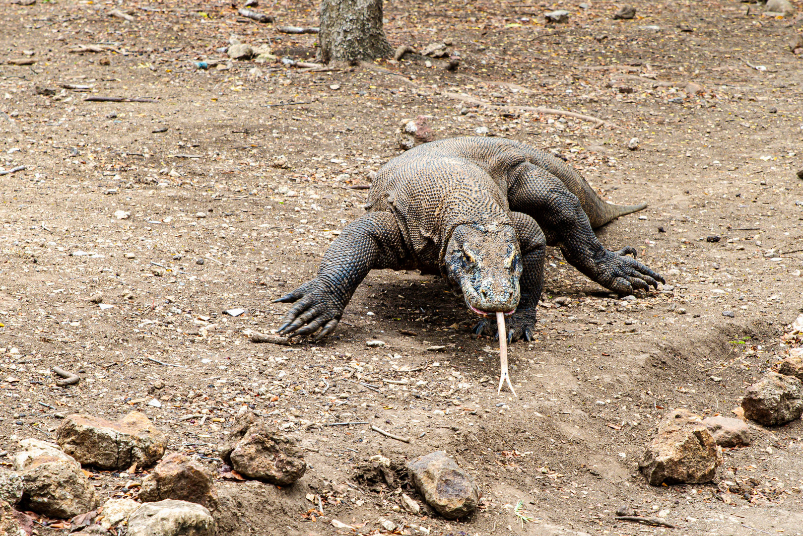 Der Komodowaran - die größte Echse der Welt