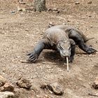 Der Komodowaran - die größte Echse der Welt