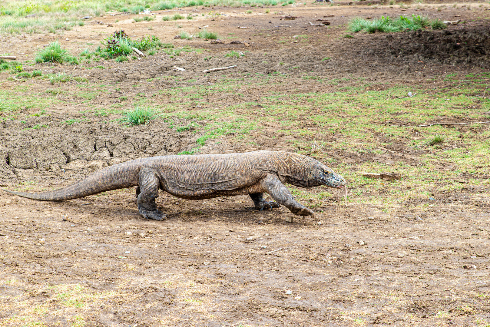 Der Komodowaran - die größte Echse der Welt