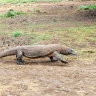 Der Komodowaran - die größte Echse der Welt