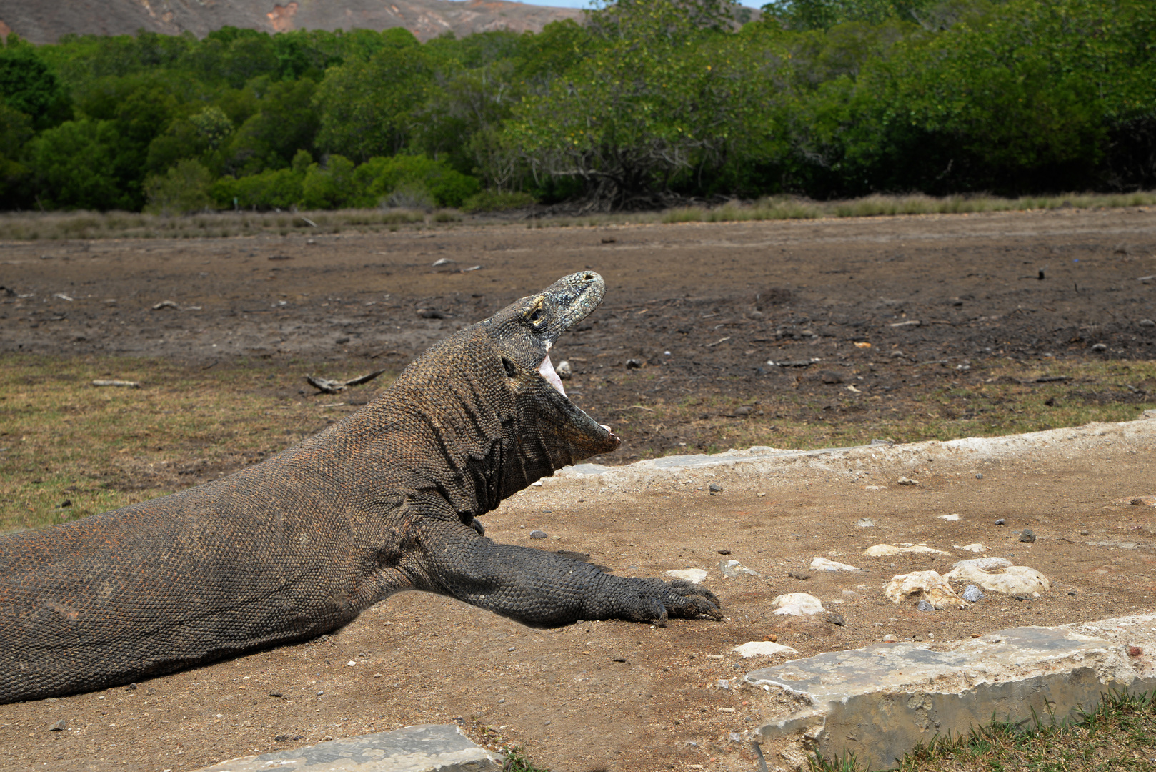 Der Komodowaran - die größte Echse der Welt