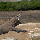 Der Komodowaran - die größte Echse der Welt