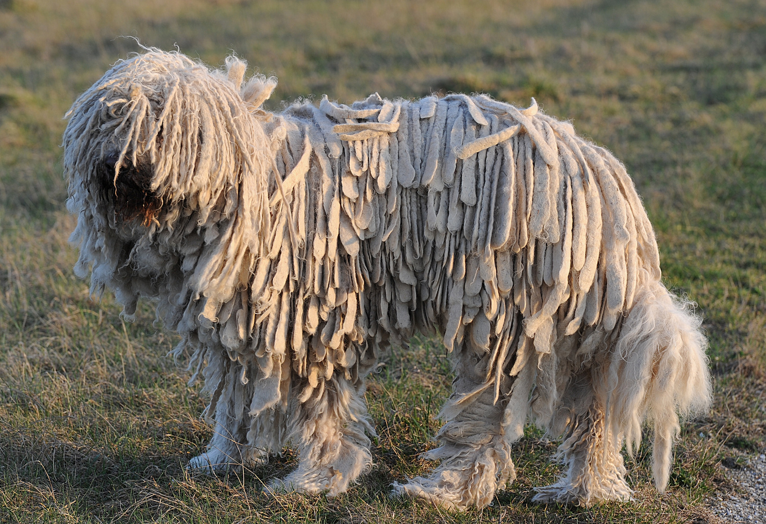 Der Komondor Foto & Bild tiere, haustiere, säugetiere Bilder auf