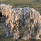 Der Komondor