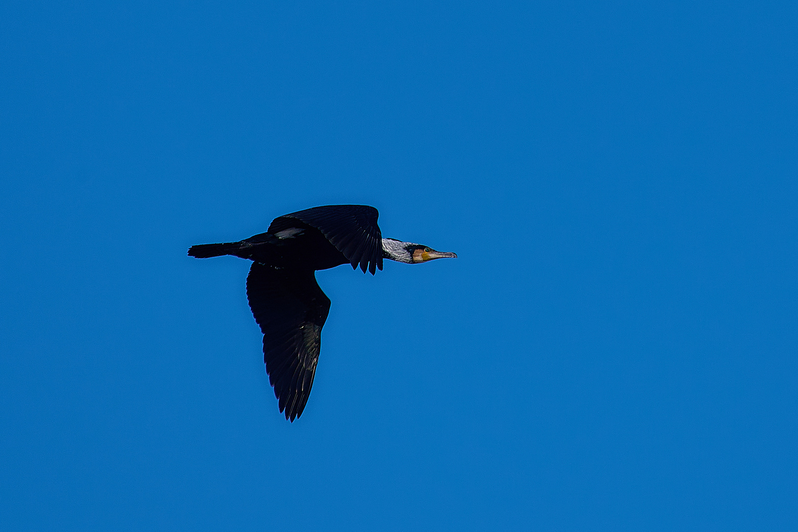 der Komoran in Flug auf Futtersuche ...