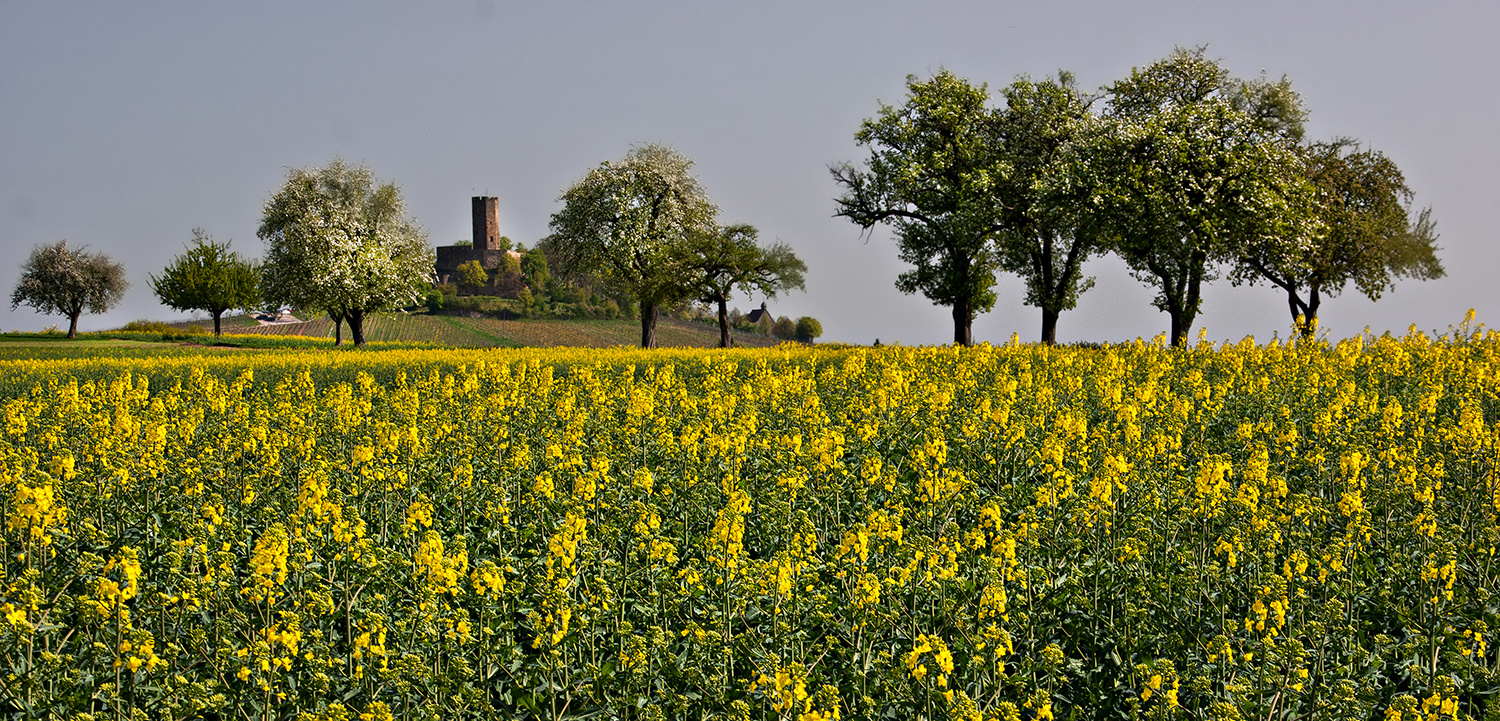 Der Kompass des Kraichgaus