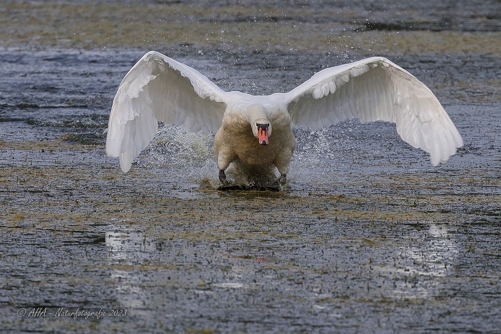 Der Konig vom Dörringen-Teich