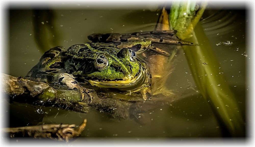 "Der Kontrast - Frosch" - euer Titel würden wie sein?