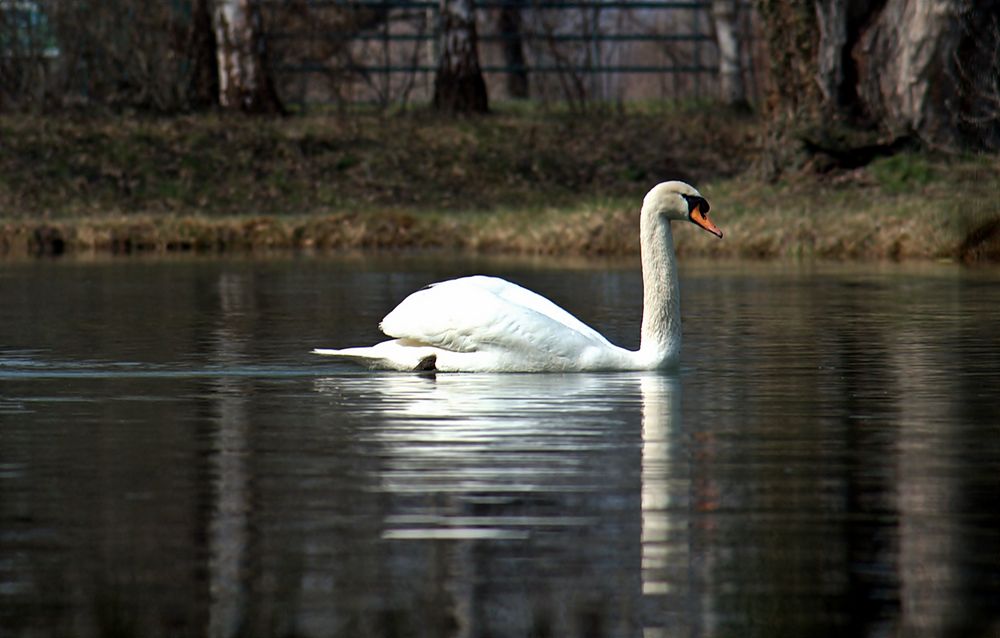 ~~~ Der Kontrolleur ~~~