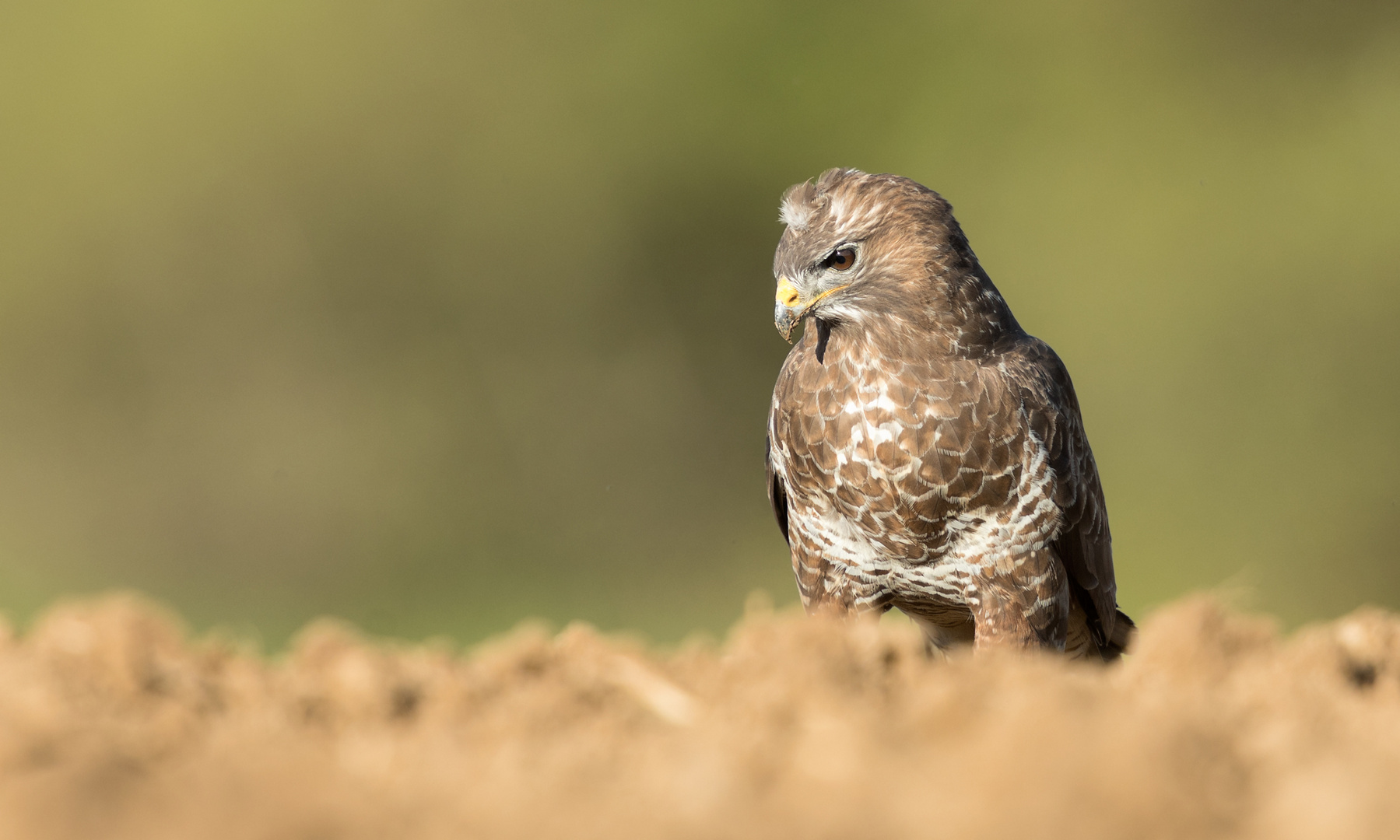 Der konzentrierte Blick...