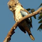 Der Kookaburra und der Plattfuß