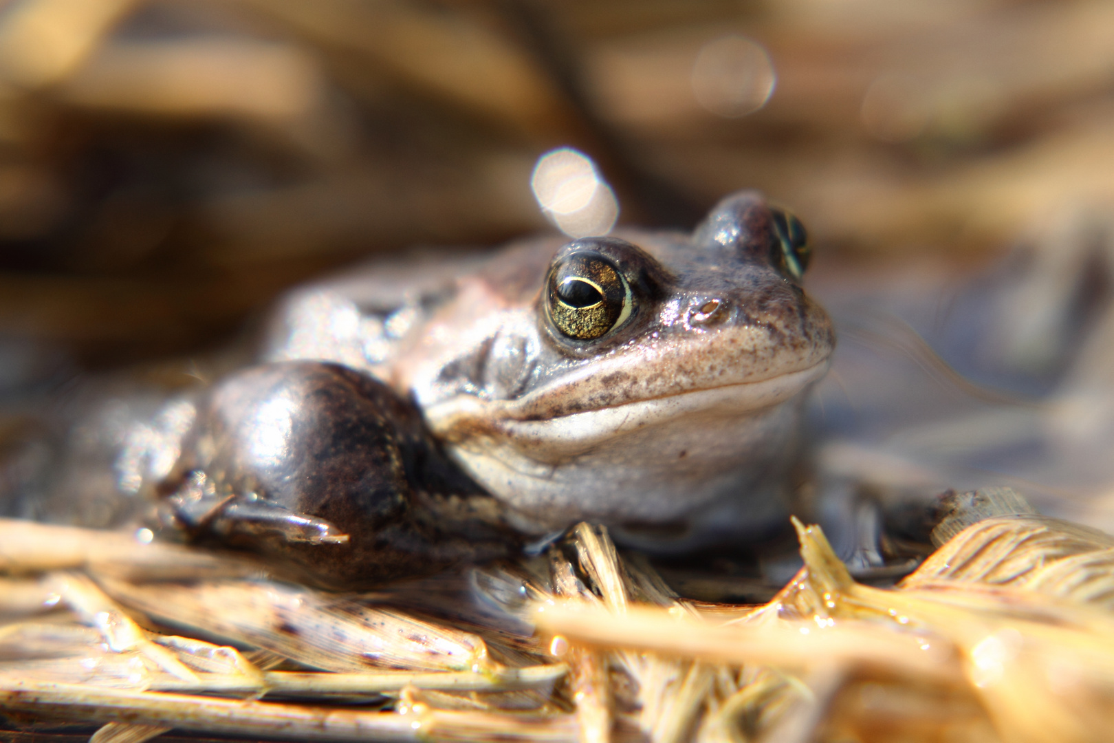 Der kooperative Frosch