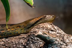 Der Kopf der Schlange...