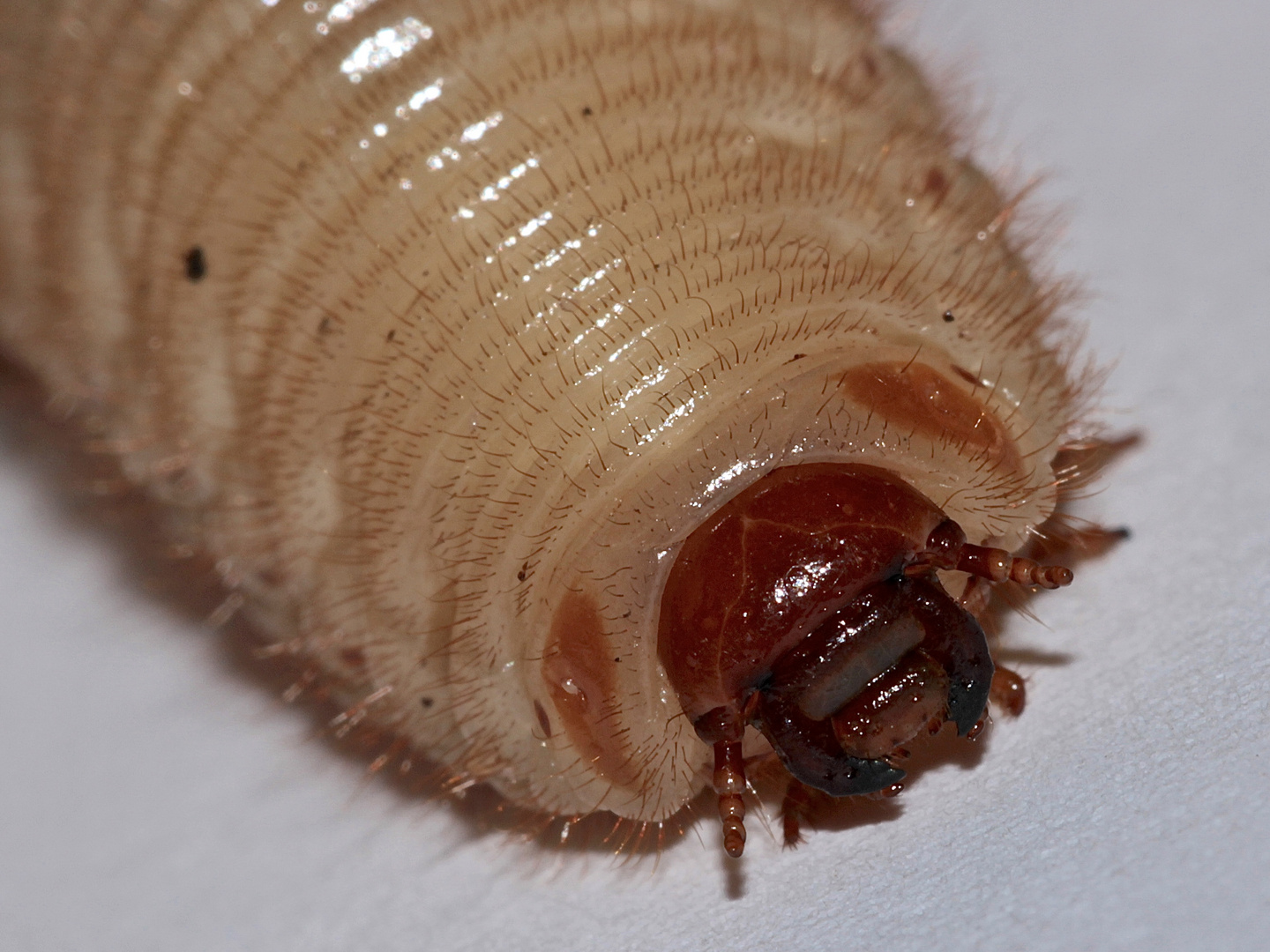 Der Kopf einer Larve des Gemeinen Rosenkäfers (Cetonia aurata)