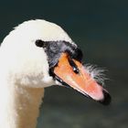 Der Kopf vom Schwan