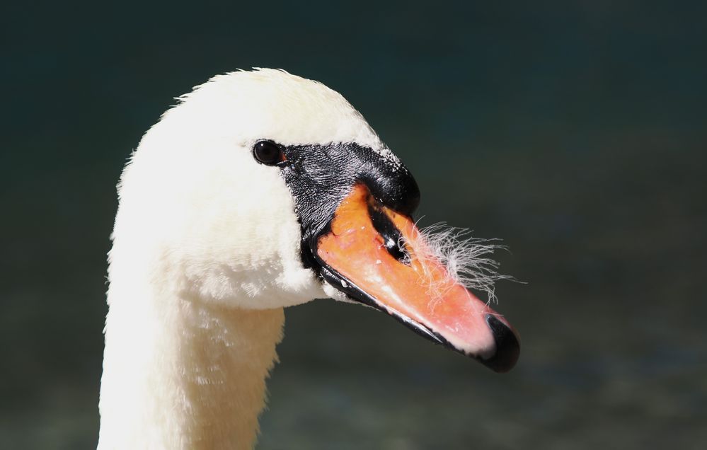 Der Kopf vom Schwan