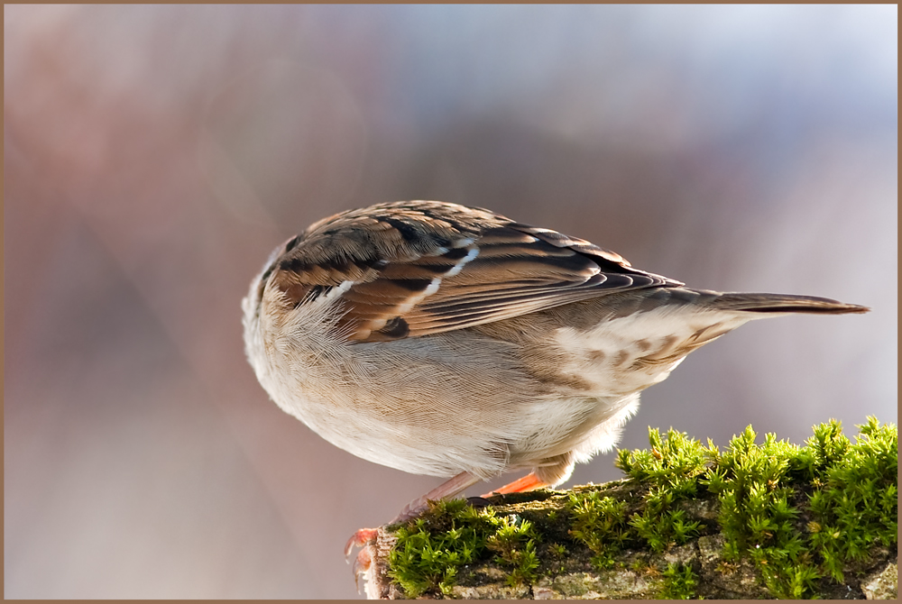 Der kopflose Feldsperling-Keine Foto Montage.....