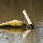 Der kopflose Schwan kann schwimmen!