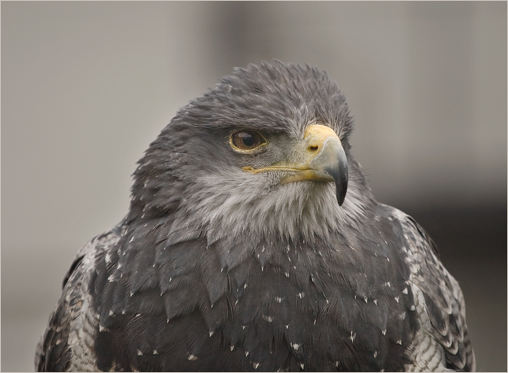 der kordillerenadler...