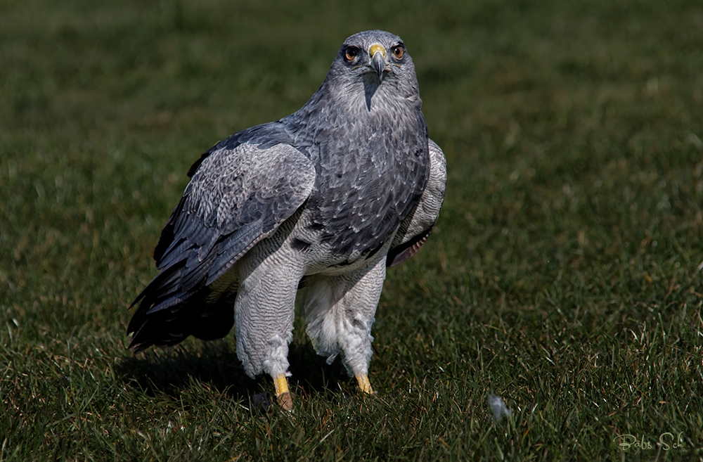 Der Kordillierenadler