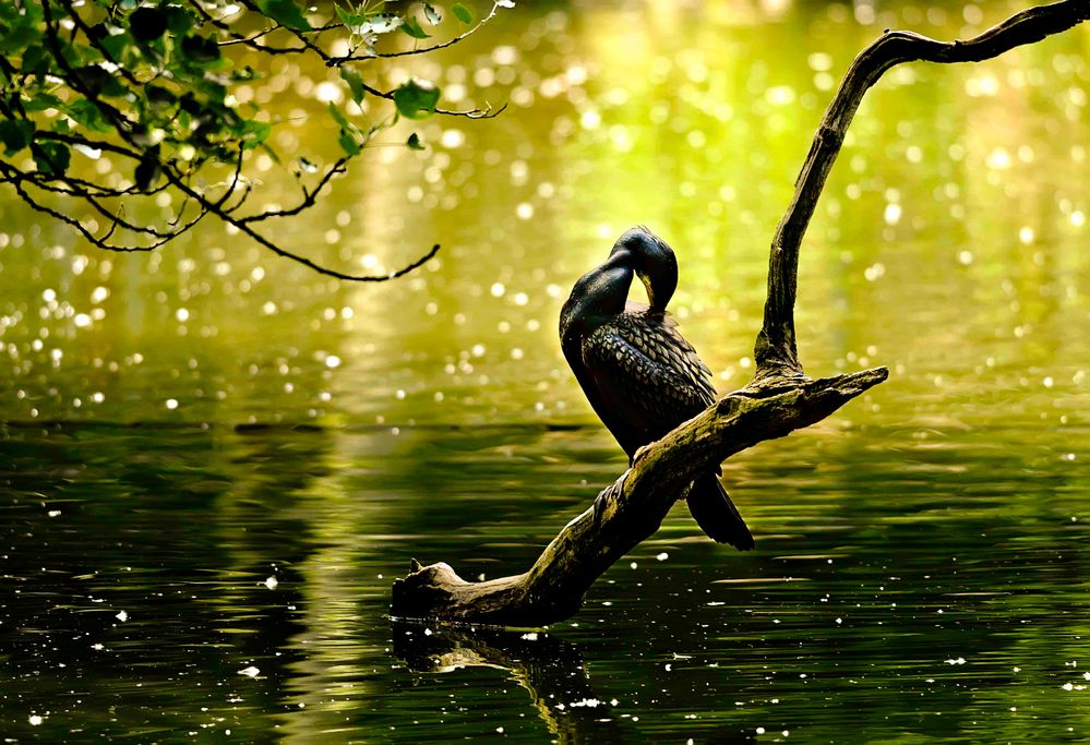 Der Kormoran .....