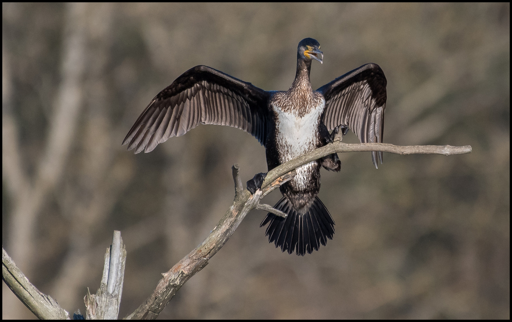 Der Kormoran 