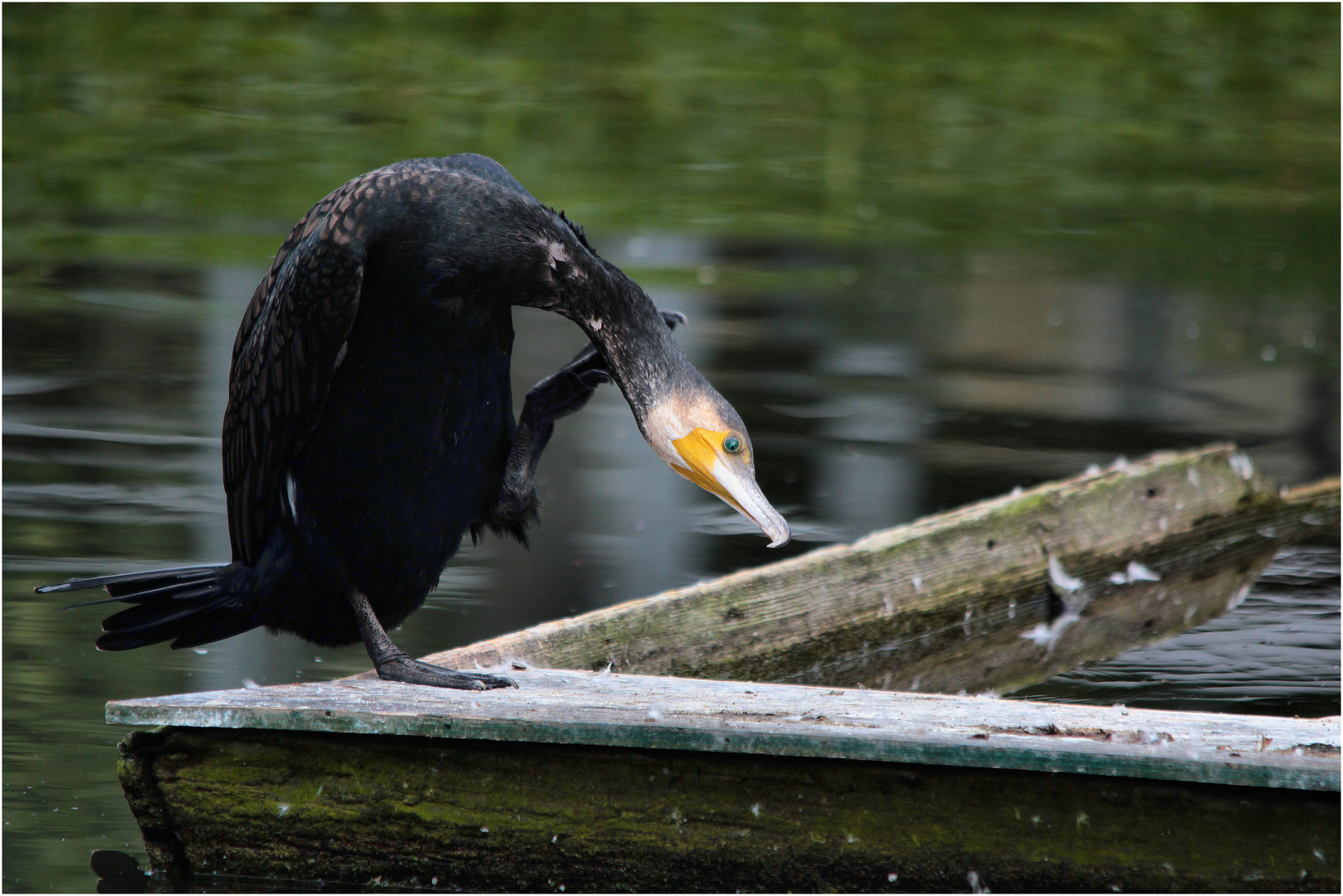 der kormoran...