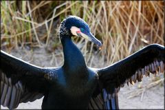 der Kormoran