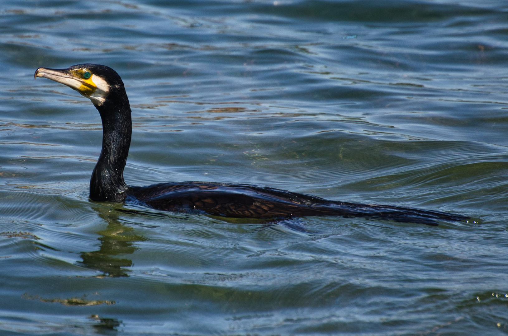 Der Kormoran