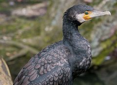 der kormoran