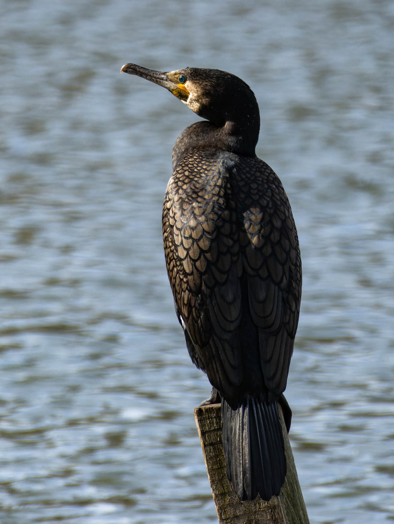 Der Kormoran... Foto & Bild | natur, tiere, wildlife Bilder auf ...