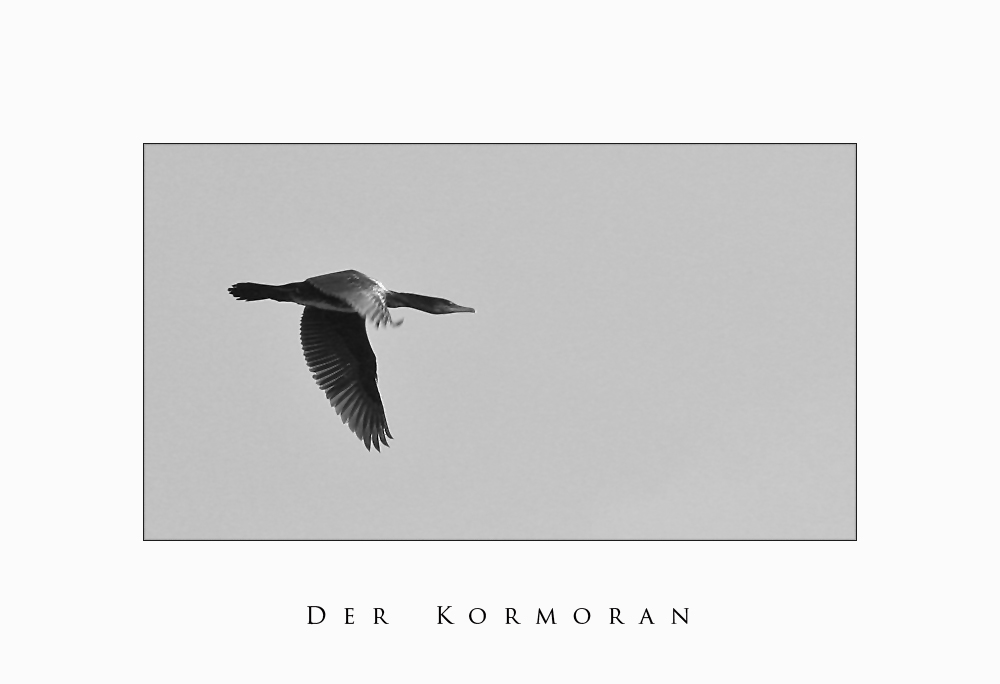 Der Kormoran