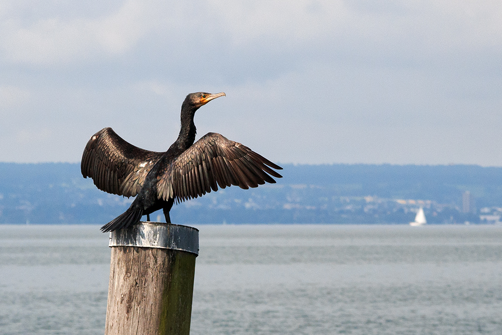 Der Kormoran...