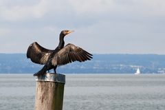 Der Kormoran...