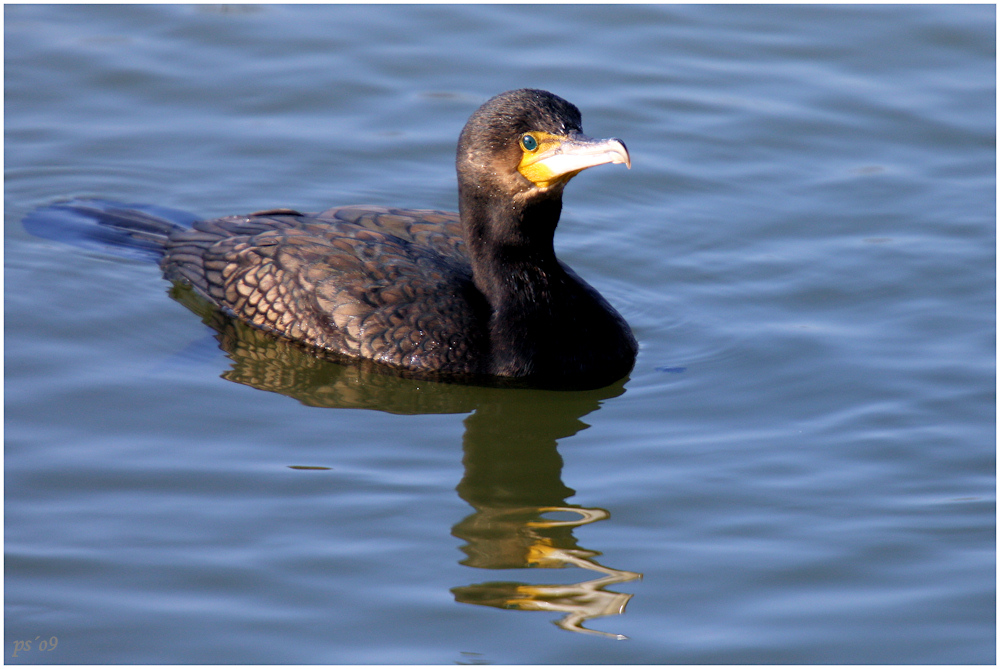 der Kormoran