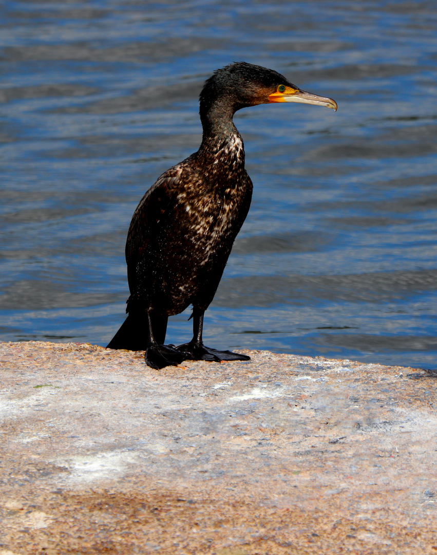 Der Kormoran